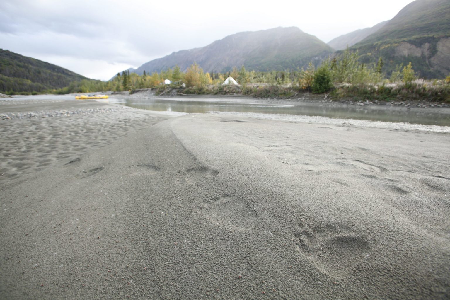 Grizzly tracks spotted on the shore of the Tatshenshini