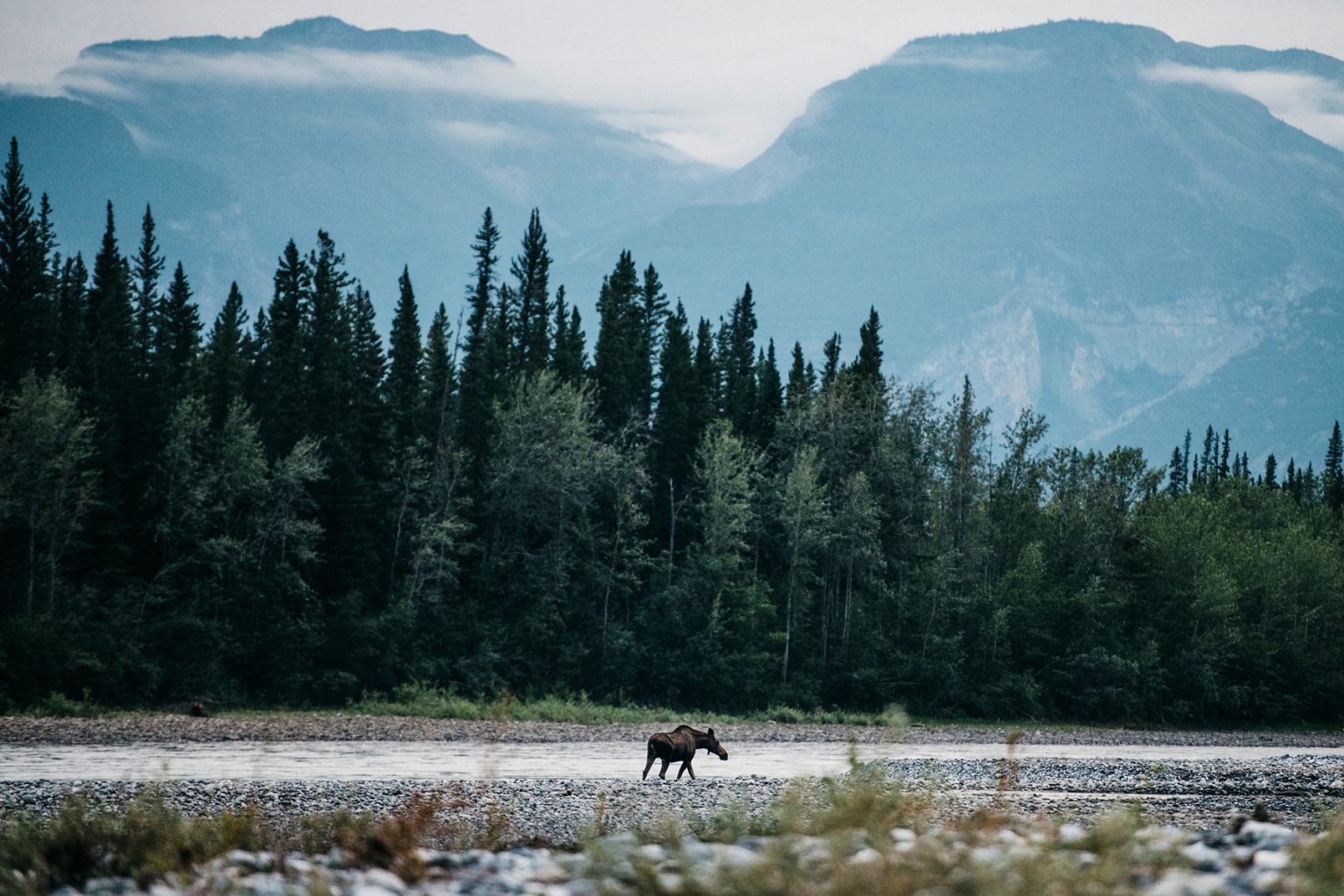 A moose crosses in front of the Nahanni River in Canada
