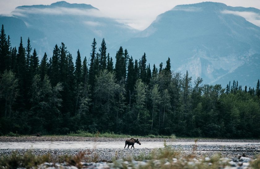 A moose crosses in front of the Nahanni River in Canada