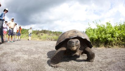 Galapagos giant tortoise