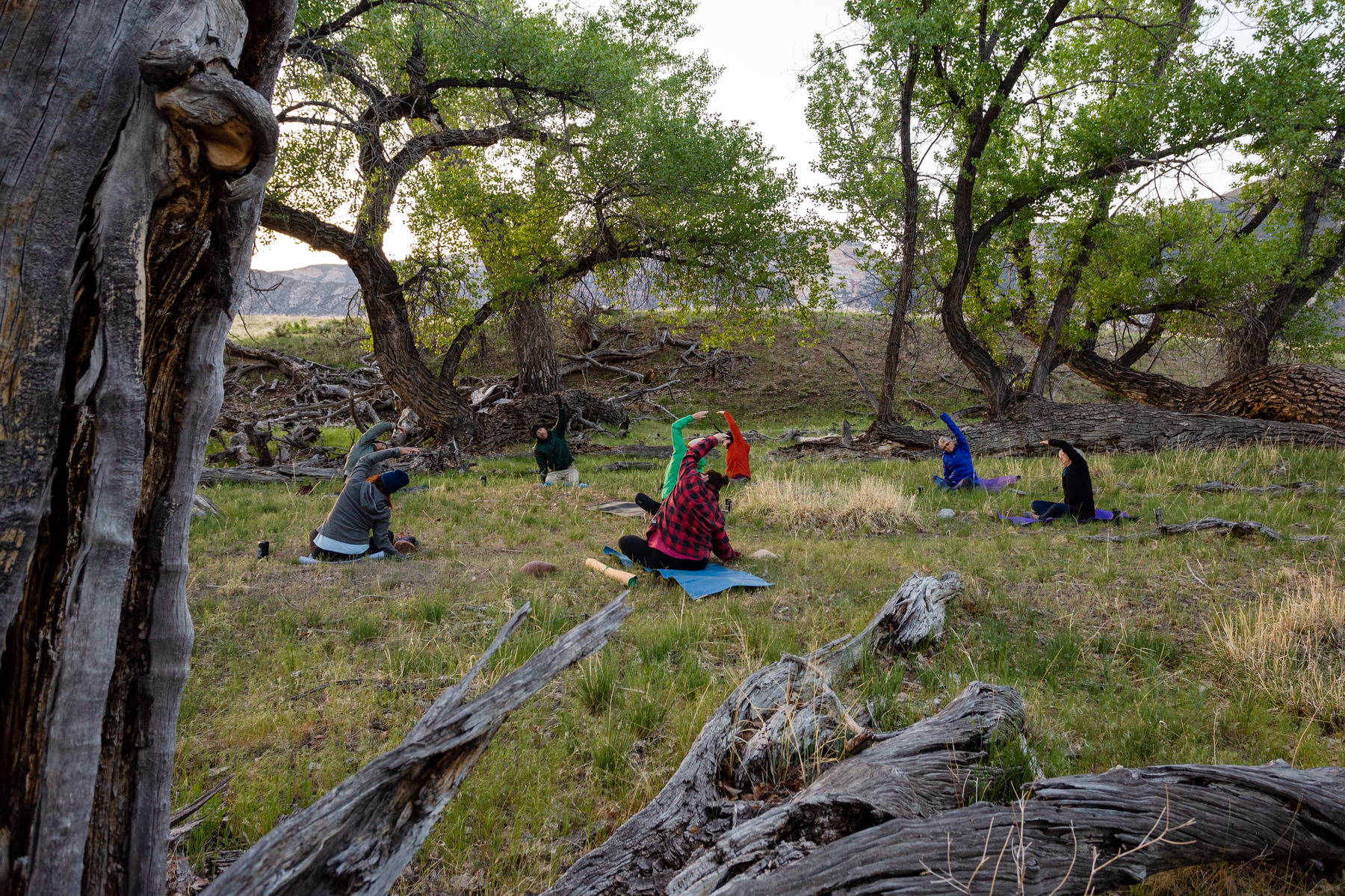 A group of adults do yoga in a clearing surrounded by trees on an OARS Yampa River Mindfulness trip.