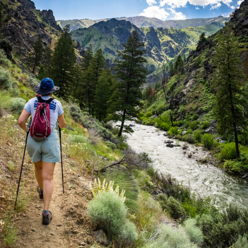 A hiker walks on a trail above the Middle Fork of the Salmon River surrounded by vibrant green vegetation on an OARS trip.