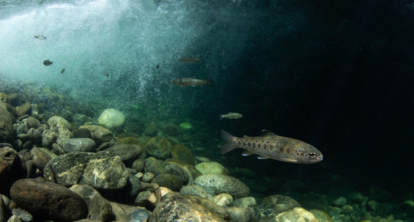 A juvenile steelhead swims in Clear Creek near the Klamath River.