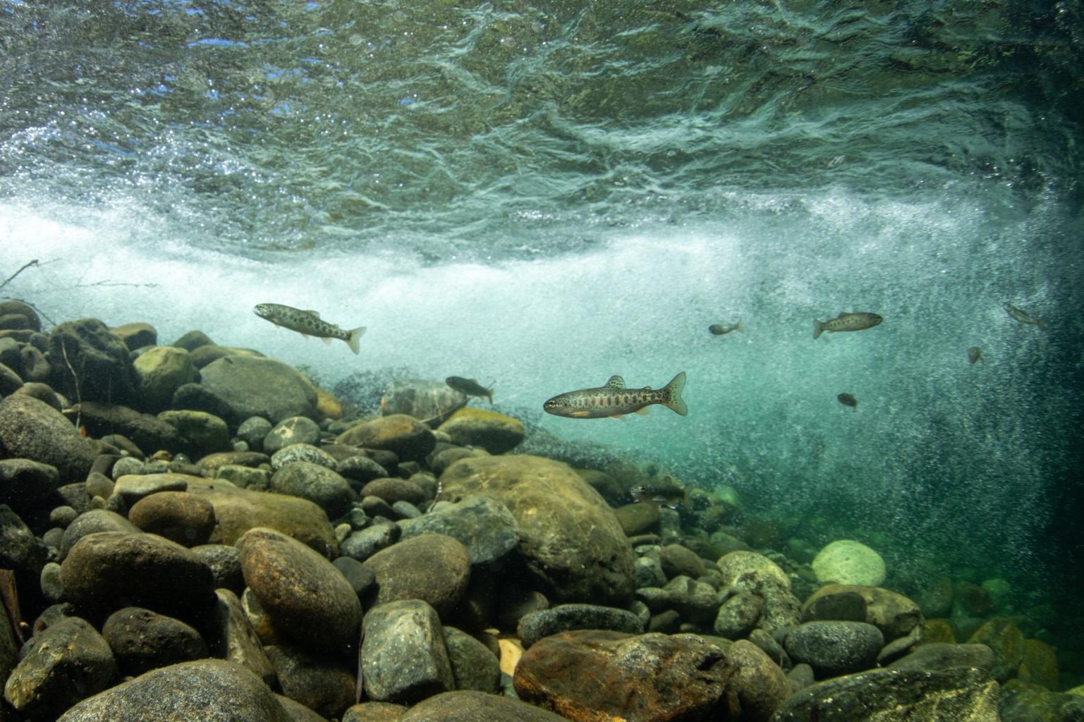 An underwater photo showing juvenile salmon in Clear Creek, a tributary of the Klamath River. 