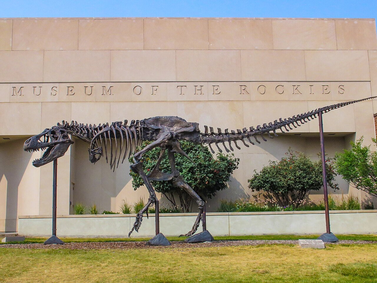 A dinosaur skeleton on display outside of the Museuem of the Rockies building in Bozeman, MT