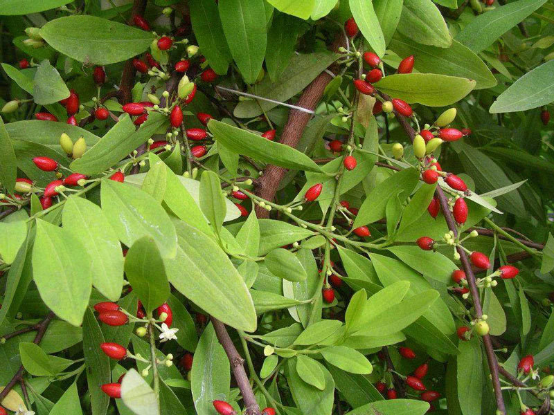 Coca plant