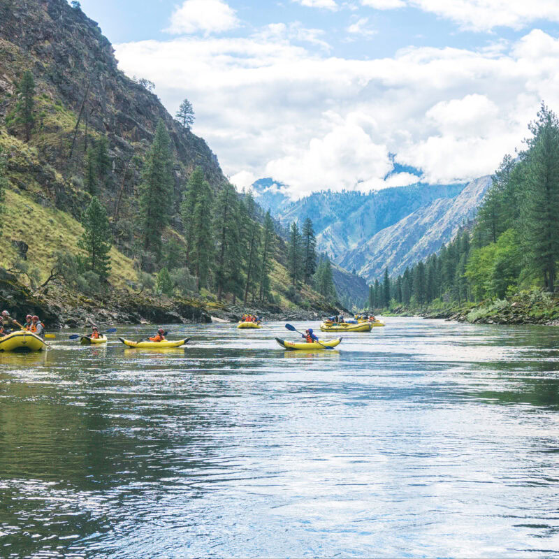 Several yellow rafts and inflatable kayaks make their way downstream on the Main Salmon River in Idaho.