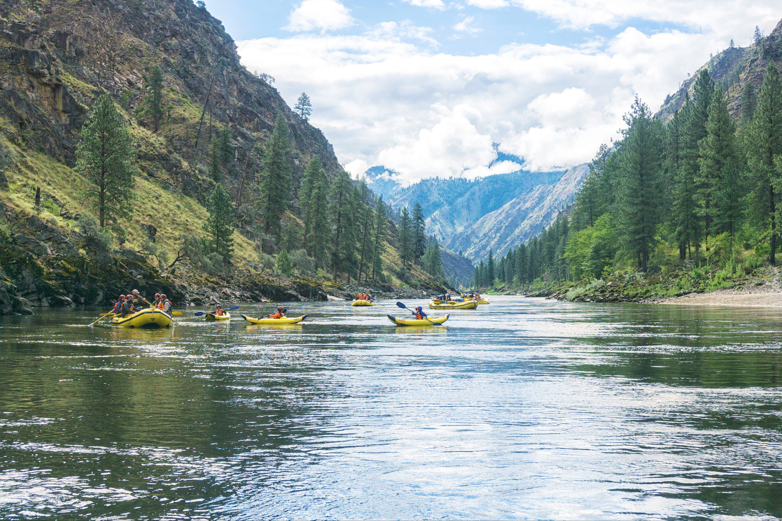 Several yellow rafts and inflatable kayaks make their way downstream on the Main Salmon River in Idaho.