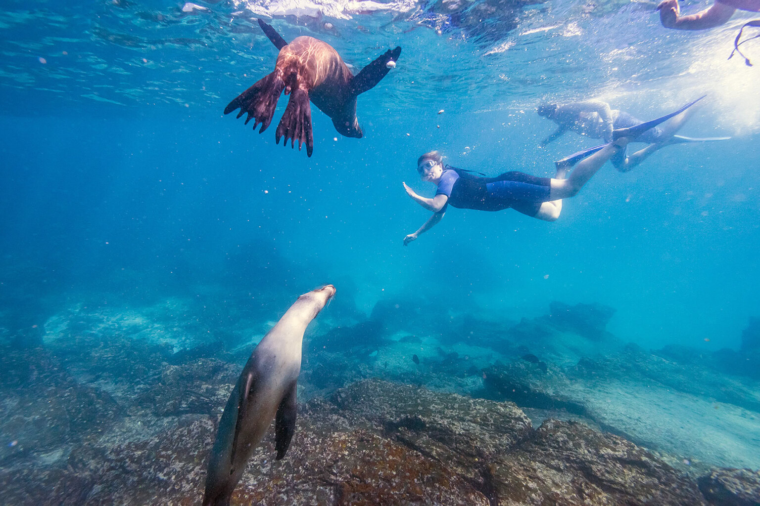 Underwater shot of snorkelers swimming with sea lion pups in Galapagos