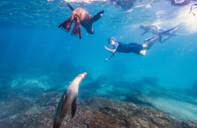 Underwater shot of snorkelers swimming with sea lion pups in Galapagos