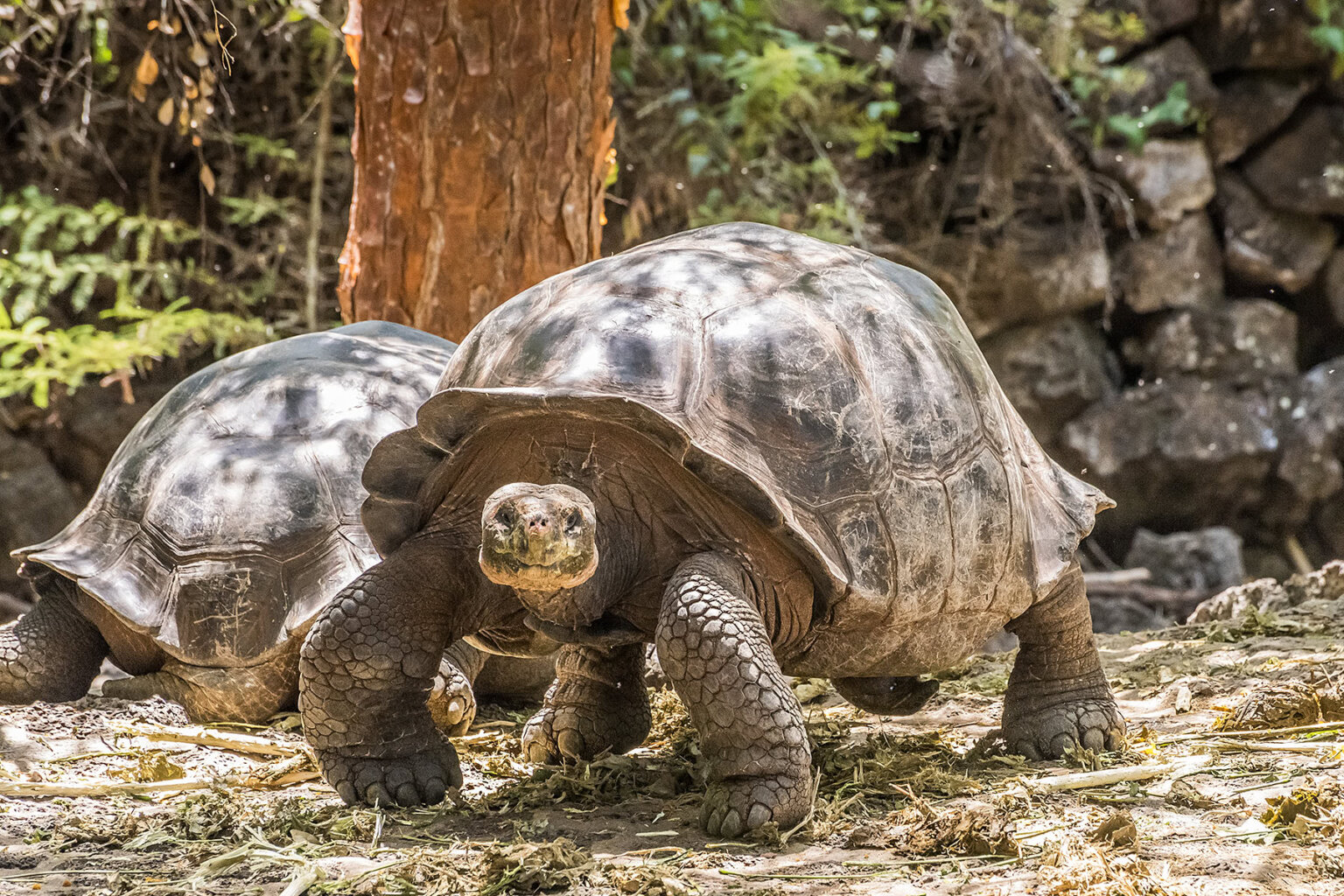 Galapagos tortoise in enclosure at Charles Darwin Research Center