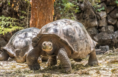 Galapagos tortoise in enclosure at Charles Darwin Research Center