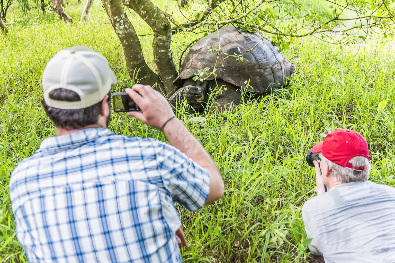 Two men take photos of Galapagos tortoise in the grass
