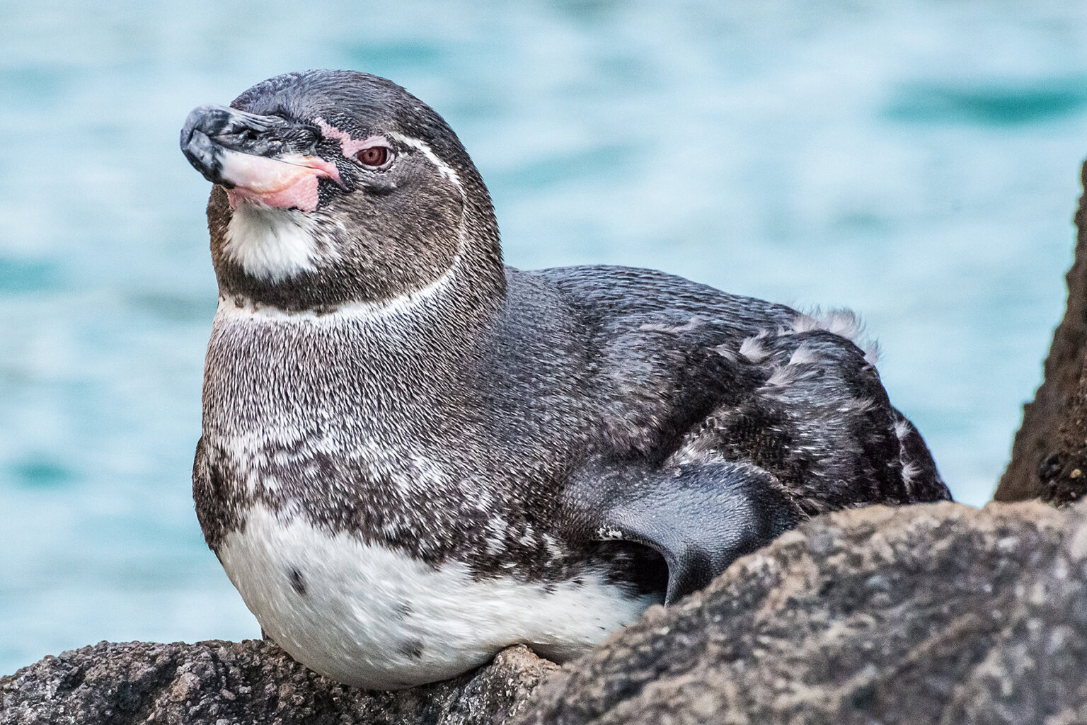 Close up of Galapagos penguin on rocks