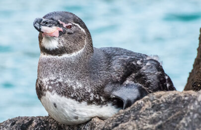 Close up of Galapagos penguin on rocks