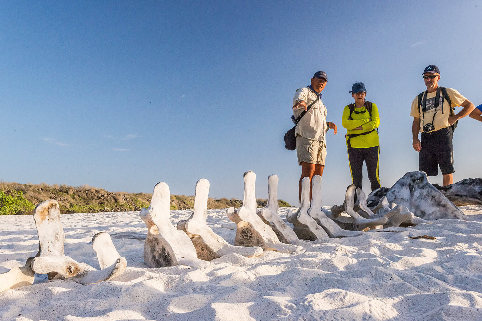Whale bones on the beach Galapagos Islands