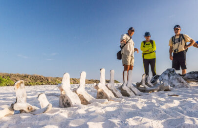 Whale bones on the beach Galapagos Islands