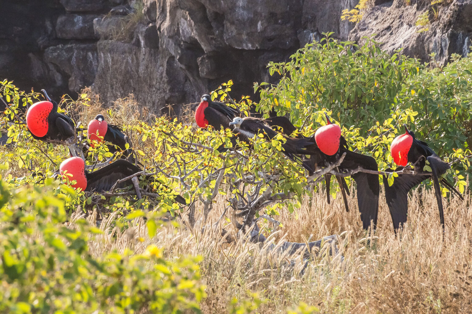 6 male and one female frigate birds roosting in Galapagos
