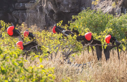 6 male and one female frigate birds roosting in Galapagos