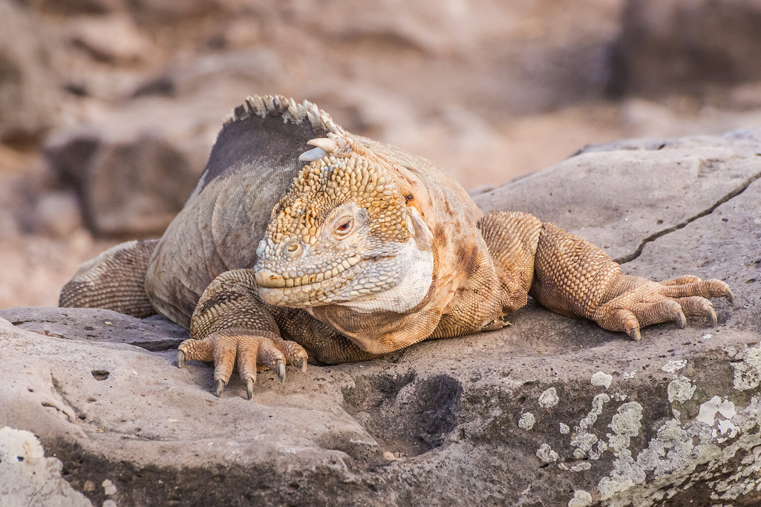 Galapagos land iguana smiles for camera