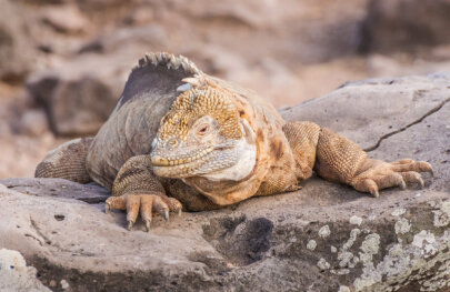 Galapagos land iguana smiles for camera