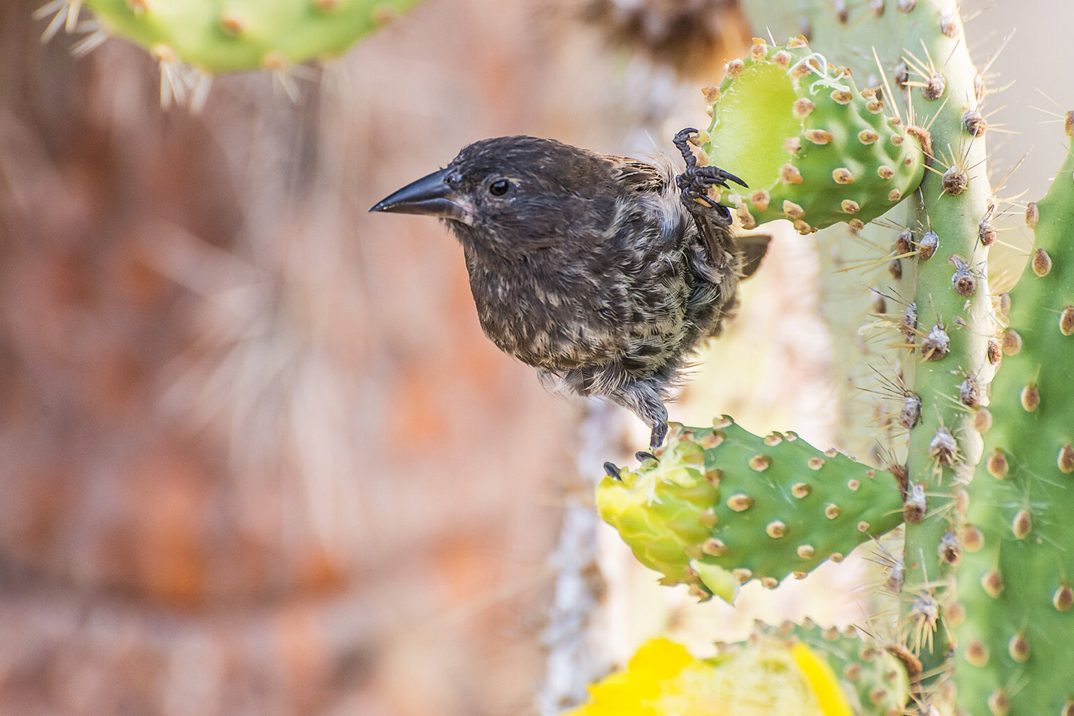 Closeup of bird feeding on cactus, Galapagos Islands