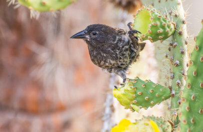 Closeup of bird feeding on cactus, Galapagos Islands