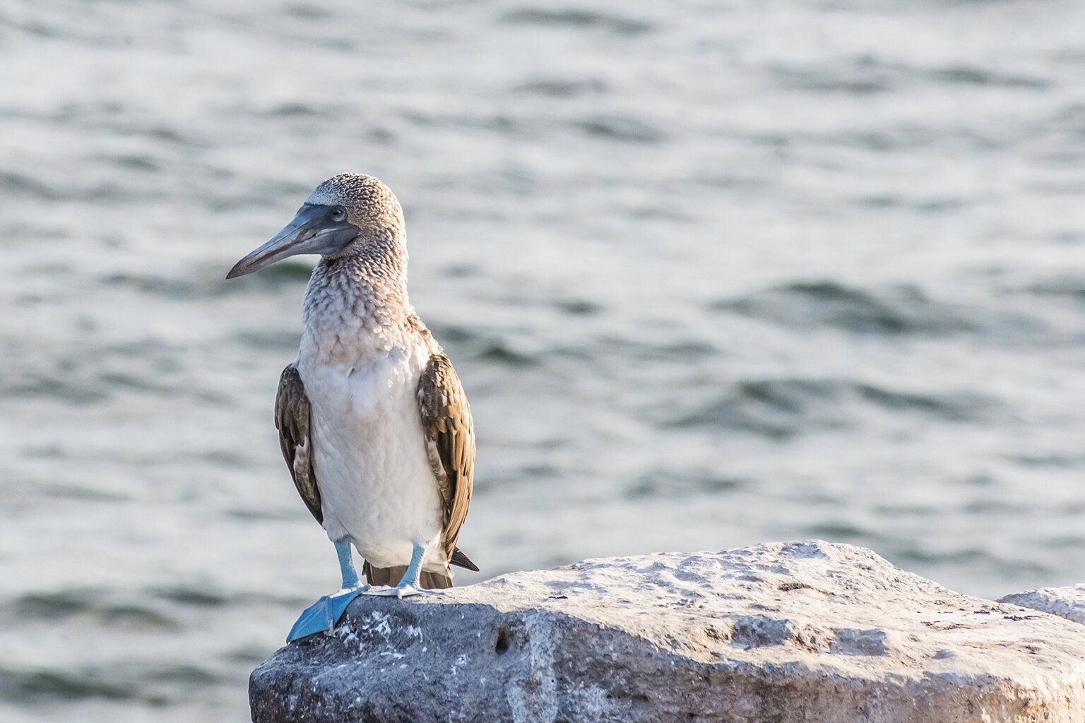 Blue footed boobie stands on a rock overlooking the ocean, Galapagos Islands