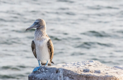 Blue footed boobie stands on a rock overlooking the ocean, Galapagos Islands