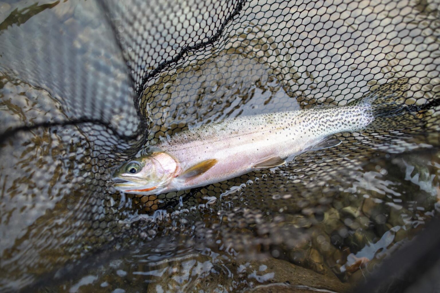 A cutthroat trout on display in a fisherman's net